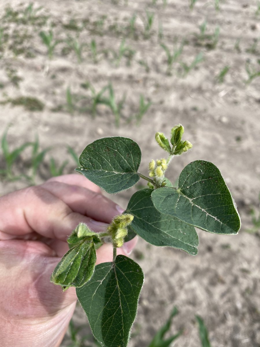 Tim “Clownshow Farms” Braun tweet media