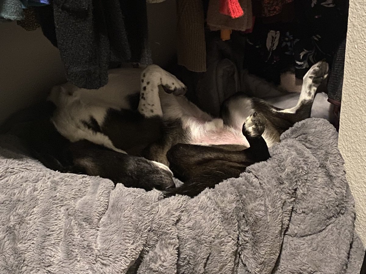 What’s up everyone, here’s a pic of Roscoe chillin in the closet for your feed. I’m still on the road ☠️