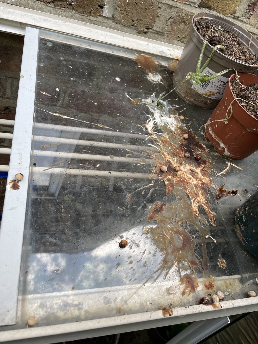 EyeofJane's tweet photo. #springwatch What on earth caused this mess on my cold frame? Certainly not my sparrows! https://t.co/3sSe76on5P