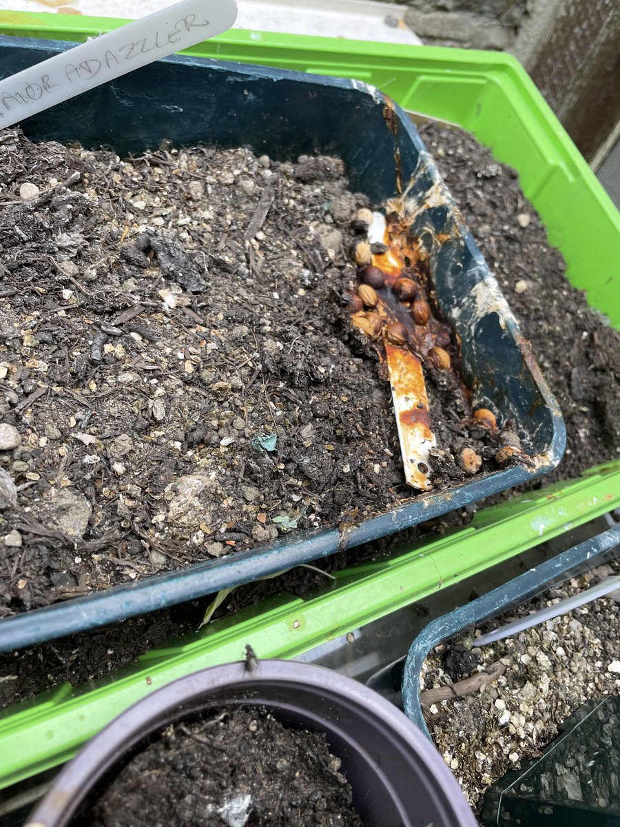 EyeofJane's tweet photo. #springwatch What on earth caused this mess on my cold frame? Certainly not my sparrows! https://t.co/3sSe76on5P