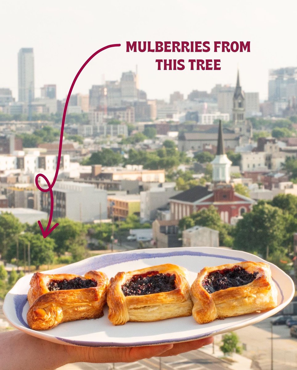 TulipStKitchen's tweet photo. For this month’s #animalbread we are recognizing the mighty marmot with the continuing bounty coming from our local mulberry tree…this time in the form of a flakey Danish pastry.  #tulipstreetkitchen #tulipsweetkitchen https://t.co/QHluMgpi4w