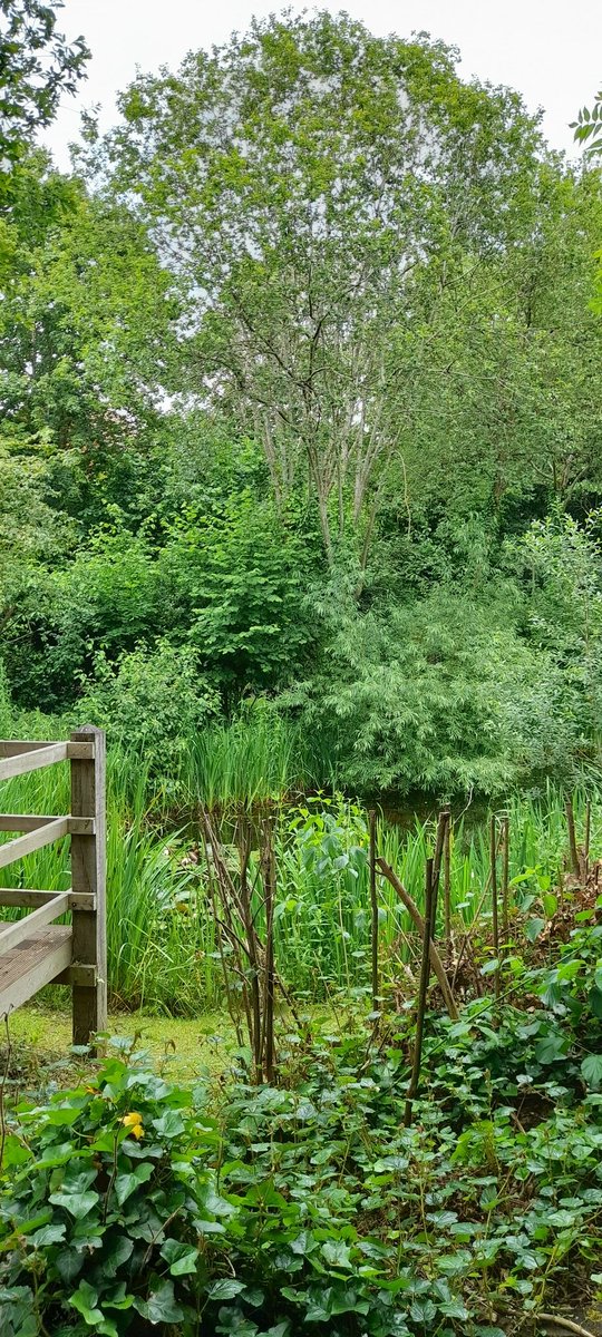 rubyrache's tweet photo. I'm so lucky to have this next to me with a little stream.  #briskwalk #tryingtogetfit 🌳🌾🌿 (would still prefer the beach though). #stream #woods https://t.co/eO1PskEZRh
