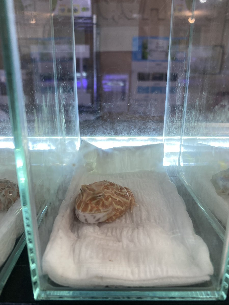shion_nu_0104's tweet photo. かわいい
#aquaforest https://t.co/Nj11Cnc2cY