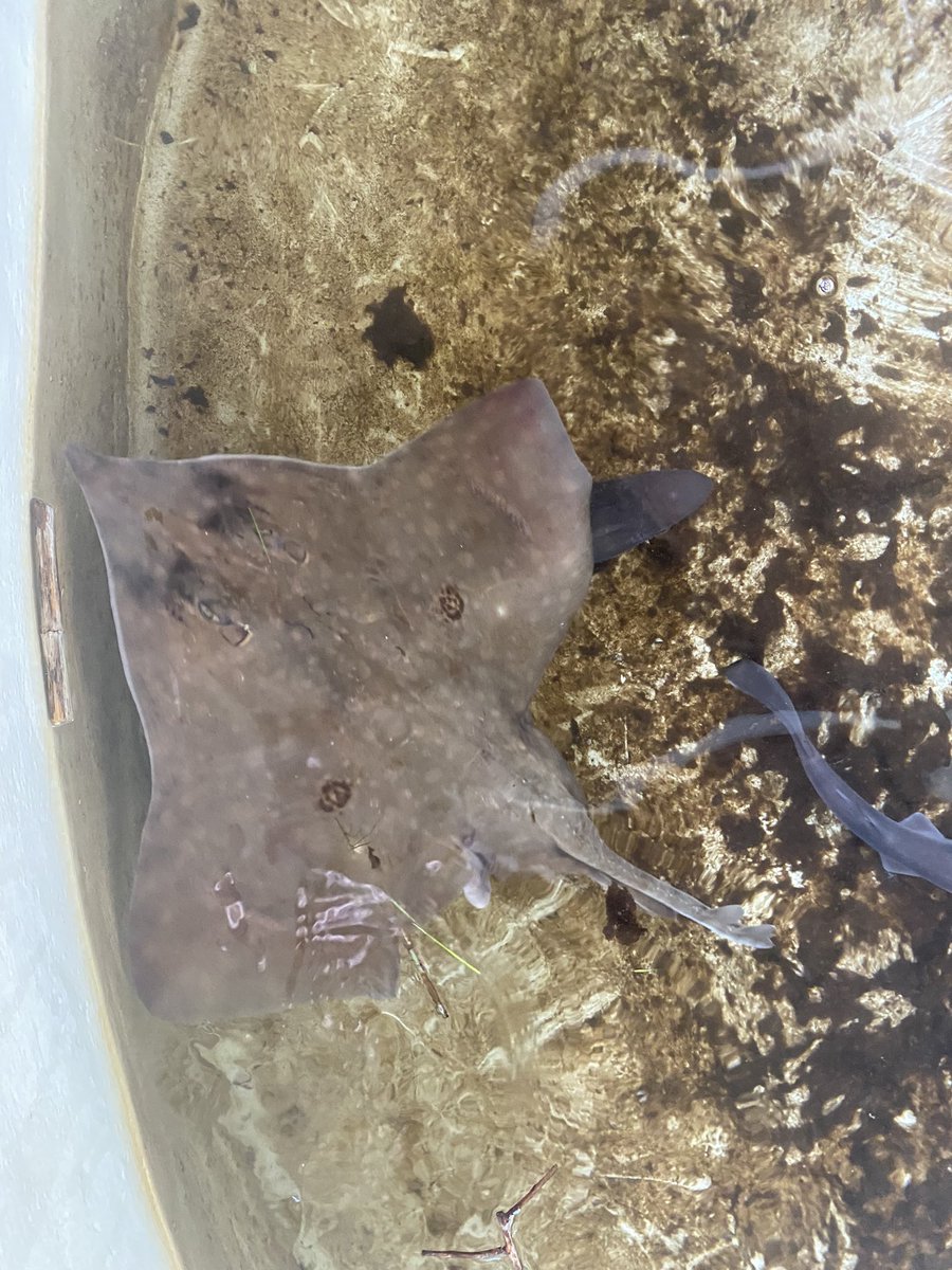 Amani Webber-Schultz tweet media