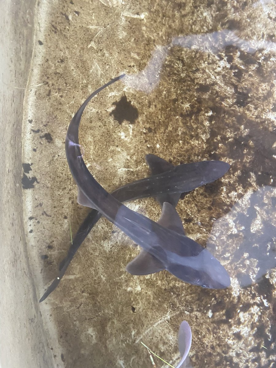 Amani Webber-Schultz tweet media