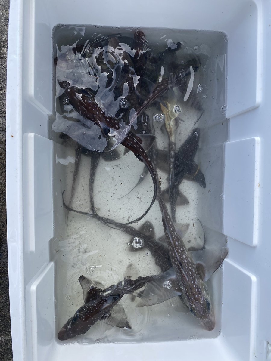 Amani Webber-Schultz tweet media