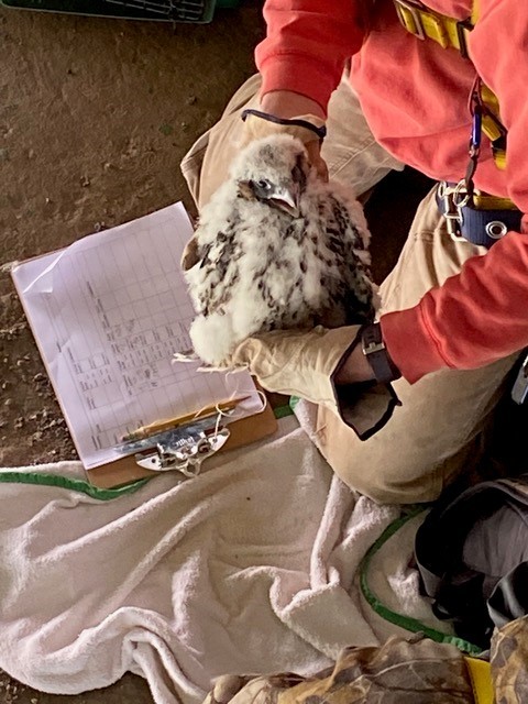 MichiganDOT's tweet photo. The pair of nesting peregrine falcons at the @saultbridge #InternationalBridge have had a successful summer, with the raptors raising three chicks this year. 

https://t.co/TiVUgaDayl https://t.co/jSqRcgGv8i
