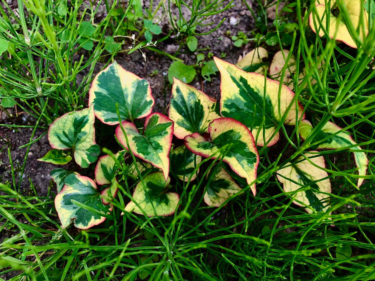 pedumit's tweet photo. A beautiful Houttuynia cordata or Chameleon plant, as seen in front of Evere's Parc Bon Pasteur. #Houttuynia #cordata #Chameleon #Evere https://t.co/nDxtubrJVD