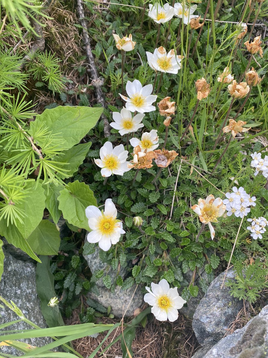 DrLucyClarke's tweet photo. The alpine vegetation in #Arolla is fantastic for budding #biogeographers - the @glosgeog students are exploring the contrasts in different environments and altitudes https://t.co/4NYSWaomH5