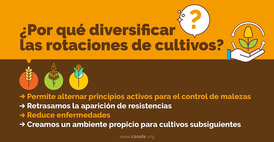 CasafeOk's tweet photo. ¿Ya diversificás tus cultivos? Contanos cómo 👇🏼 https://t.co/5ju8SwGGFu