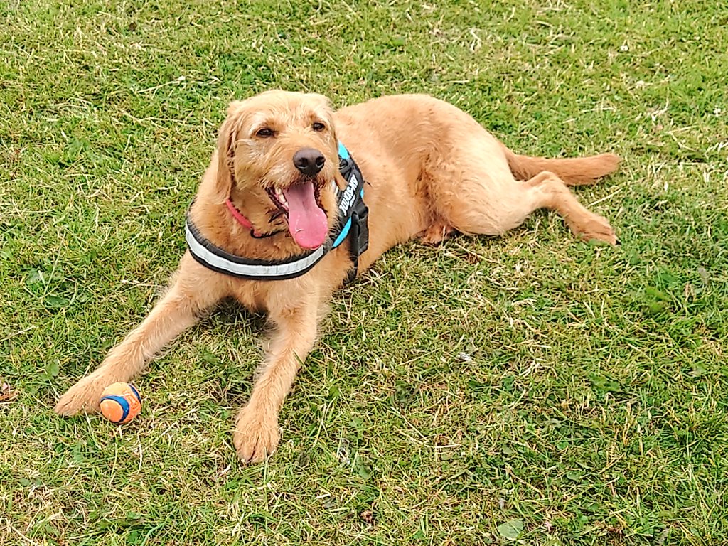 readsheffield's tweet photo. We have just had the best time. #dogs #throwingballs https://t.co/nVIuTIuXOG