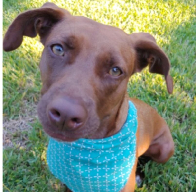 kmliles's tweet photo. #petsofprofcon https://t.co/81FG2DQlyW