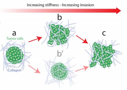 IdylleLabs's tweet photo. Modulating matrix stiffness w/ sugar threose to understand tumor invasion: a #ResearchTool to answer the question of the importance of tissue rigidity in the chronology of tumor invasion

Shared by Marie Tautou🙏🙏🙏

🫴 https://t.co/z2aMBAIq8X
#CellTransformation #cancerresearch https://t.co/7PgY8707Fy