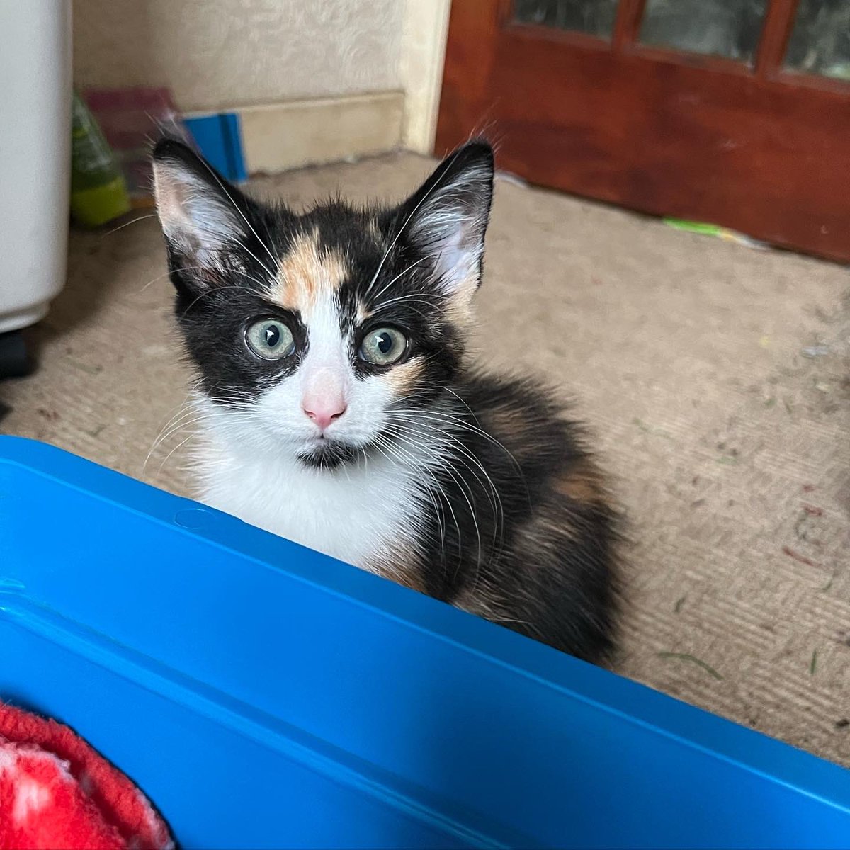 Sparty_Kitty_'s tweet photo. Hi I’m Sparty and I’m a Calico Kitten from the UK. I am new to Cat twitter!! #CatsOfTwitter #kittensoftwitter https://t.co/KDZDIzQAfb