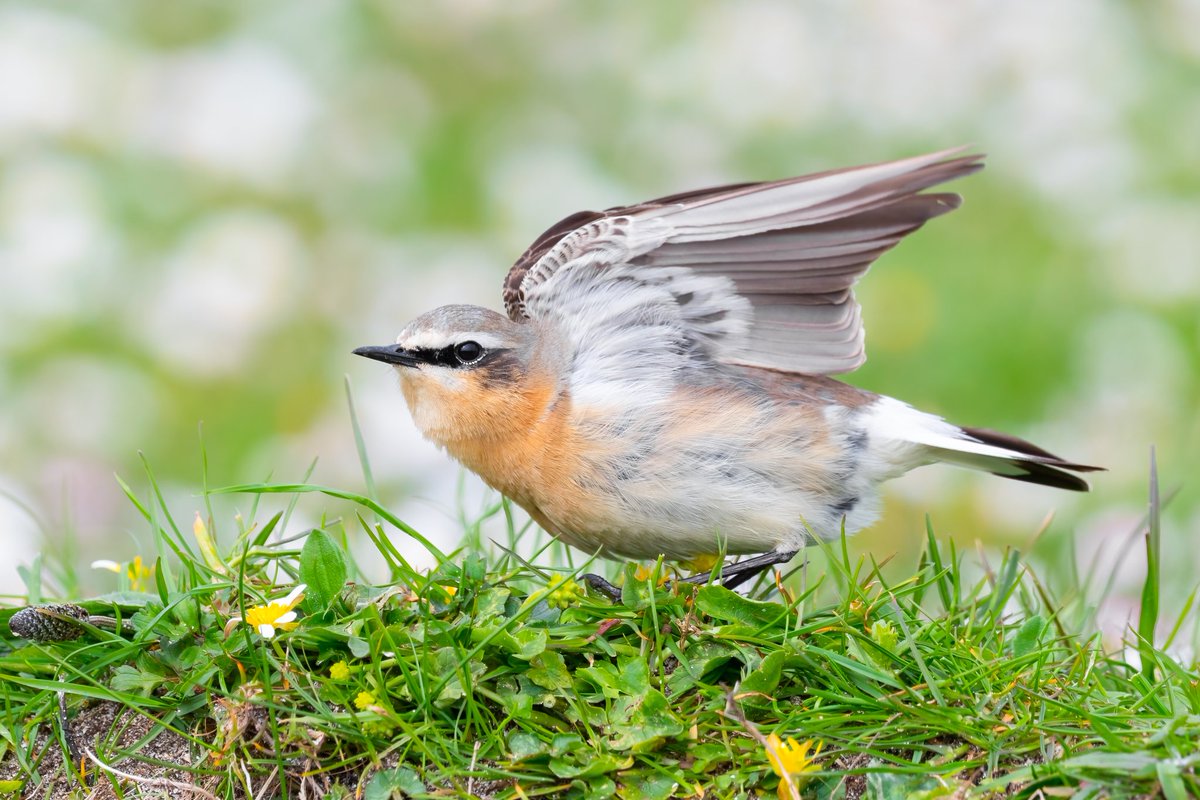 EllieHilsdon's tweet photo. Little Wheatear doing some yoga...

@_BTO @britishbirds @Britnatureguide @Natures_Voice 
#Scotland #birds #yoga #nature #NaturePhotography #photography #TwitterNatureCommunity #TwitterNaturePhotography #birdphotography #wheatear #rspbbalranald #WildlifeWednesday #wildlife https://t.co/v5TF4qdhAO