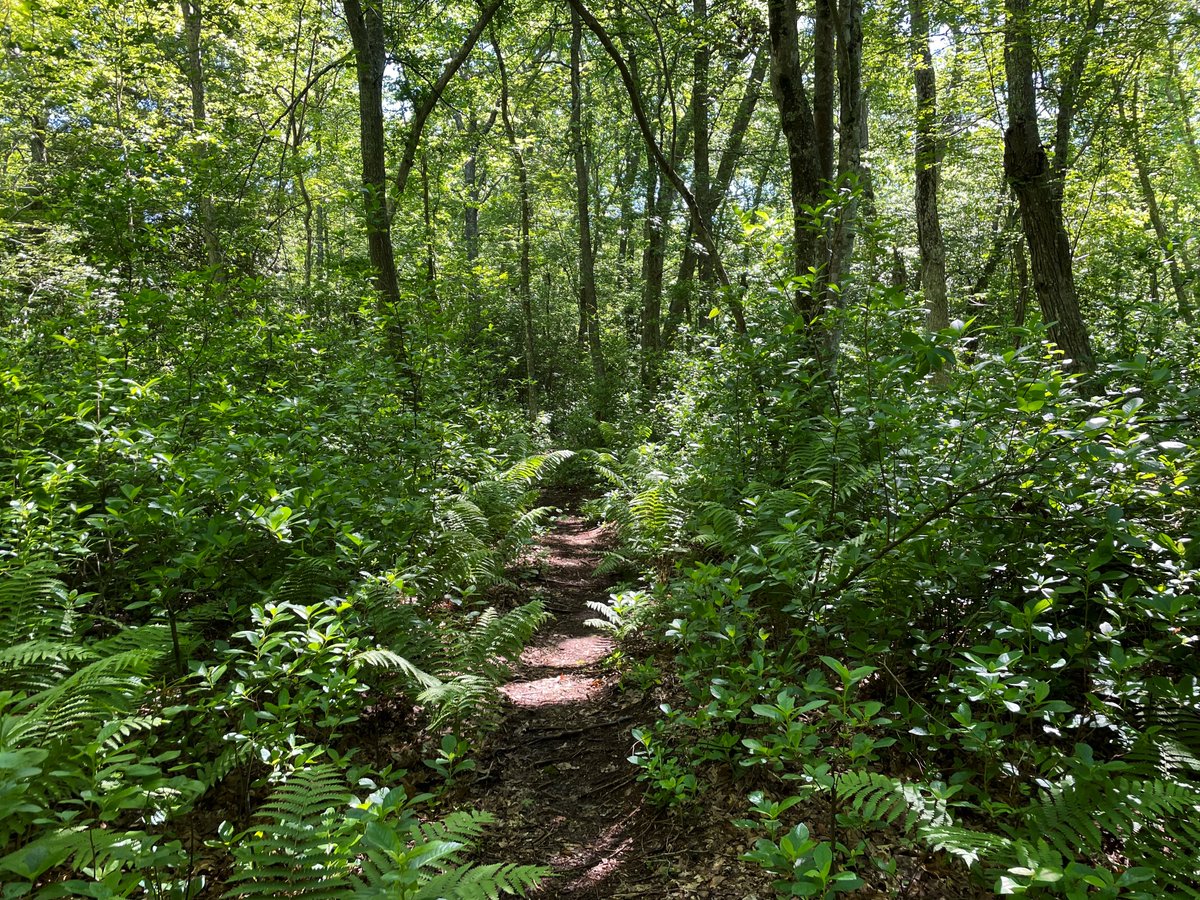 SKLandTrust's tweet photo. Alewife Brook is currently bursting with mountain laurel and birdsong!

Join a guided hike there June 25 as part of the 7 Rivers Festival, a celebration the Wood-Pawcatuck Rivers’ new national “Wild &amp; Scenic” status organized by  @WpWildRivers 

Sign up https://t.co/QBErtw8C3d https://t.co/BzECkkNU0J