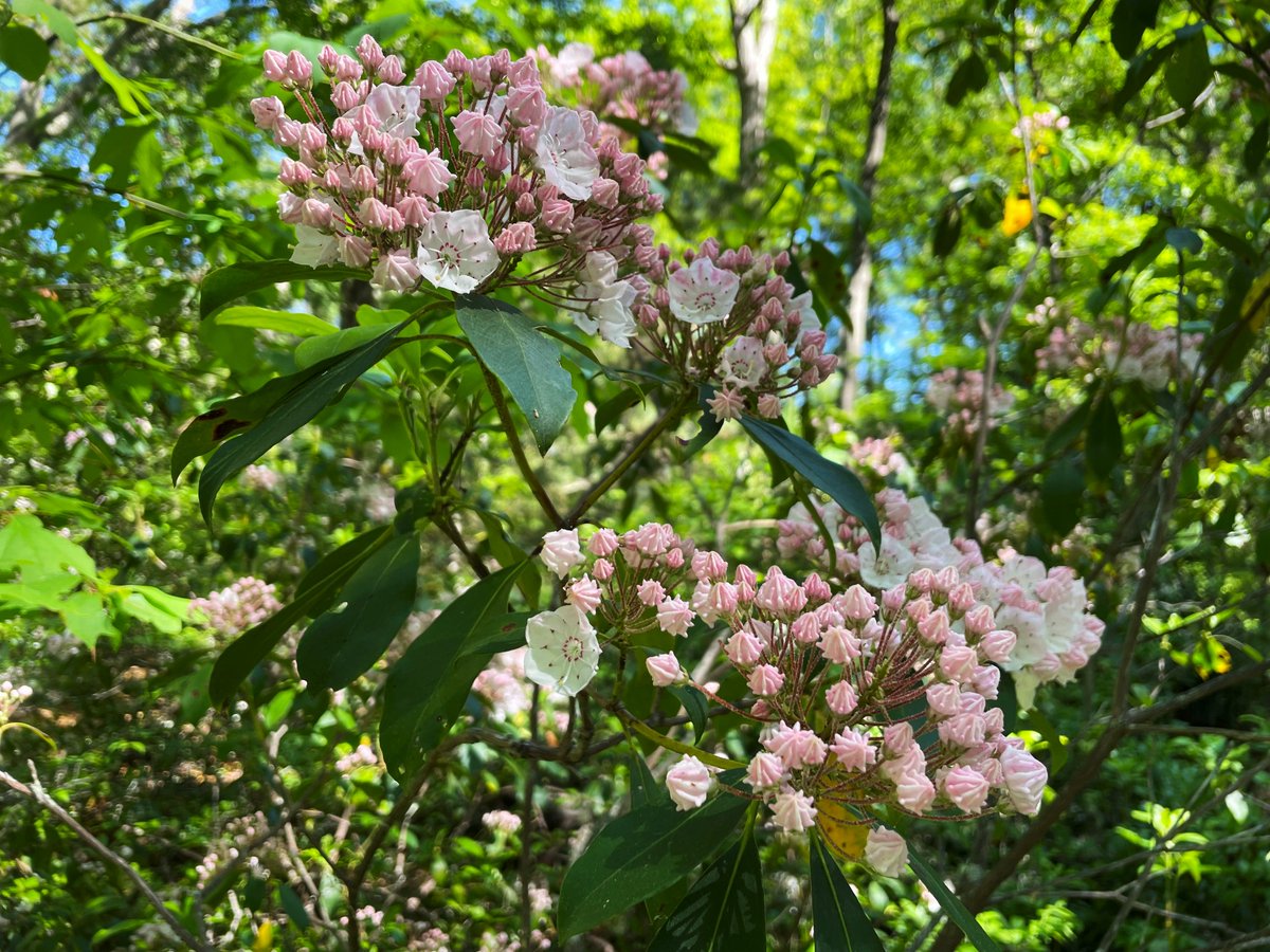 SKLandTrust's tweet photo. Alewife Brook is currently bursting with mountain laurel and birdsong!

Join a guided hike there June 25 as part of the 7 Rivers Festival, a celebration the Wood-Pawcatuck Rivers’ new national “Wild &amp; Scenic” status organized by  @WpWildRivers 

Sign up https://t.co/QBErtw8C3d https://t.co/BzECkkNU0J