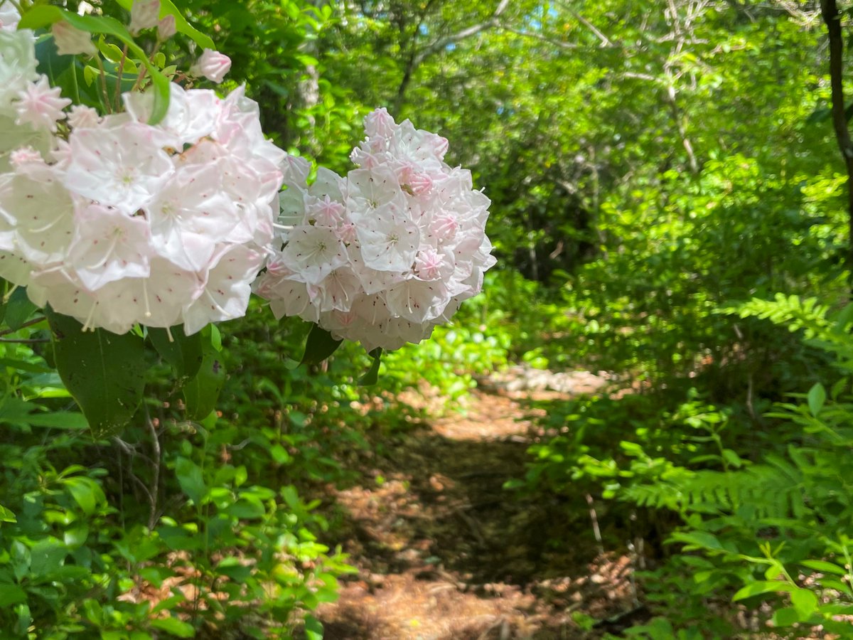 SKLandTrust's tweet photo. Alewife Brook is currently bursting with mountain laurel and birdsong!

Join a guided hike there June 25 as part of the 7 Rivers Festival, a celebration the Wood-Pawcatuck Rivers’ new national “Wild &amp; Scenic” status organized by  @WpWildRivers 

Sign up https://t.co/QBErtw8C3d https://t.co/BzECkkNU0J