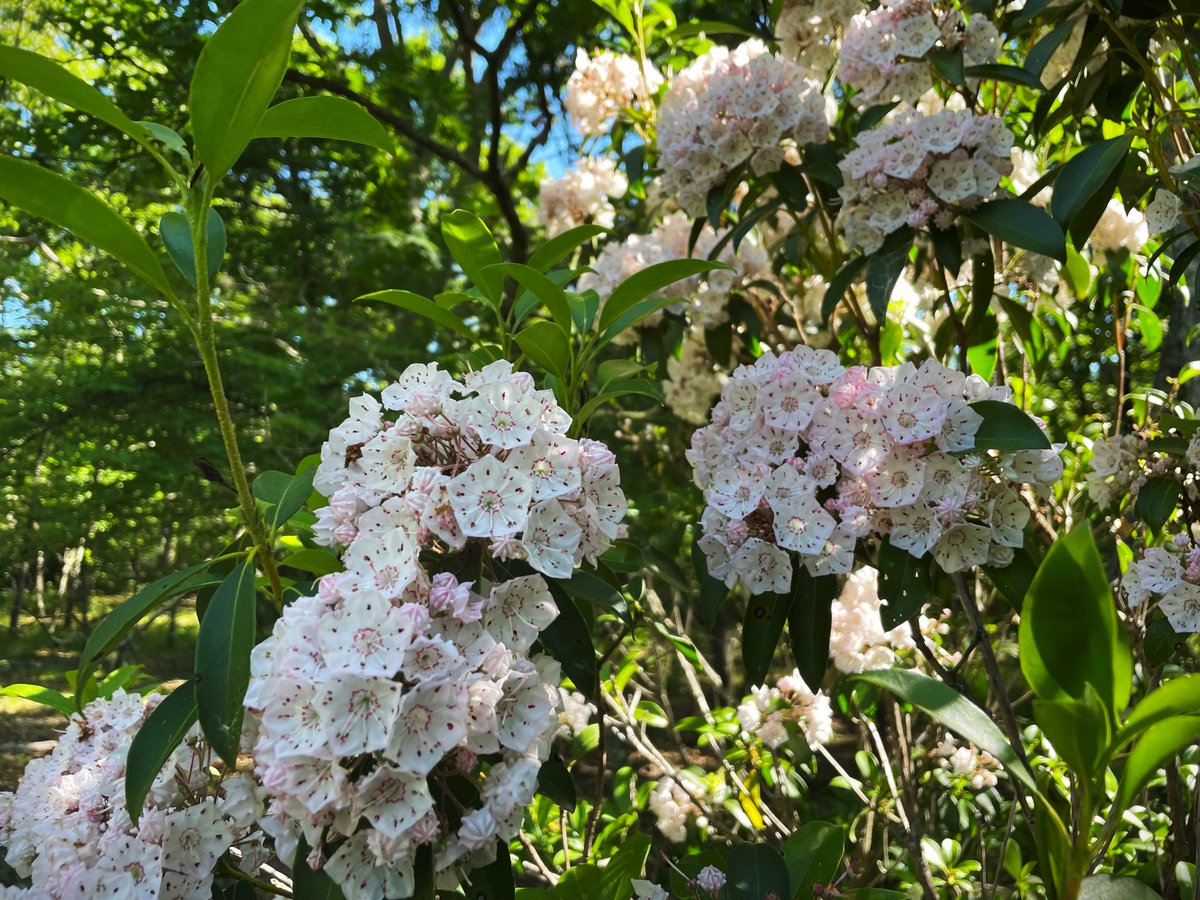 SKLandTrust's tweet photo. Alewife Brook is currently bursting with mountain laurel and birdsong!

Join a guided hike there June 25 as part of the 7 Rivers Festival, a celebration the Wood-Pawcatuck Rivers’ new national “Wild &amp; Scenic” status organized by  @WpWildRivers 

Sign up https://t.co/QBErtw8C3d https://t.co/BzECkkNU0J