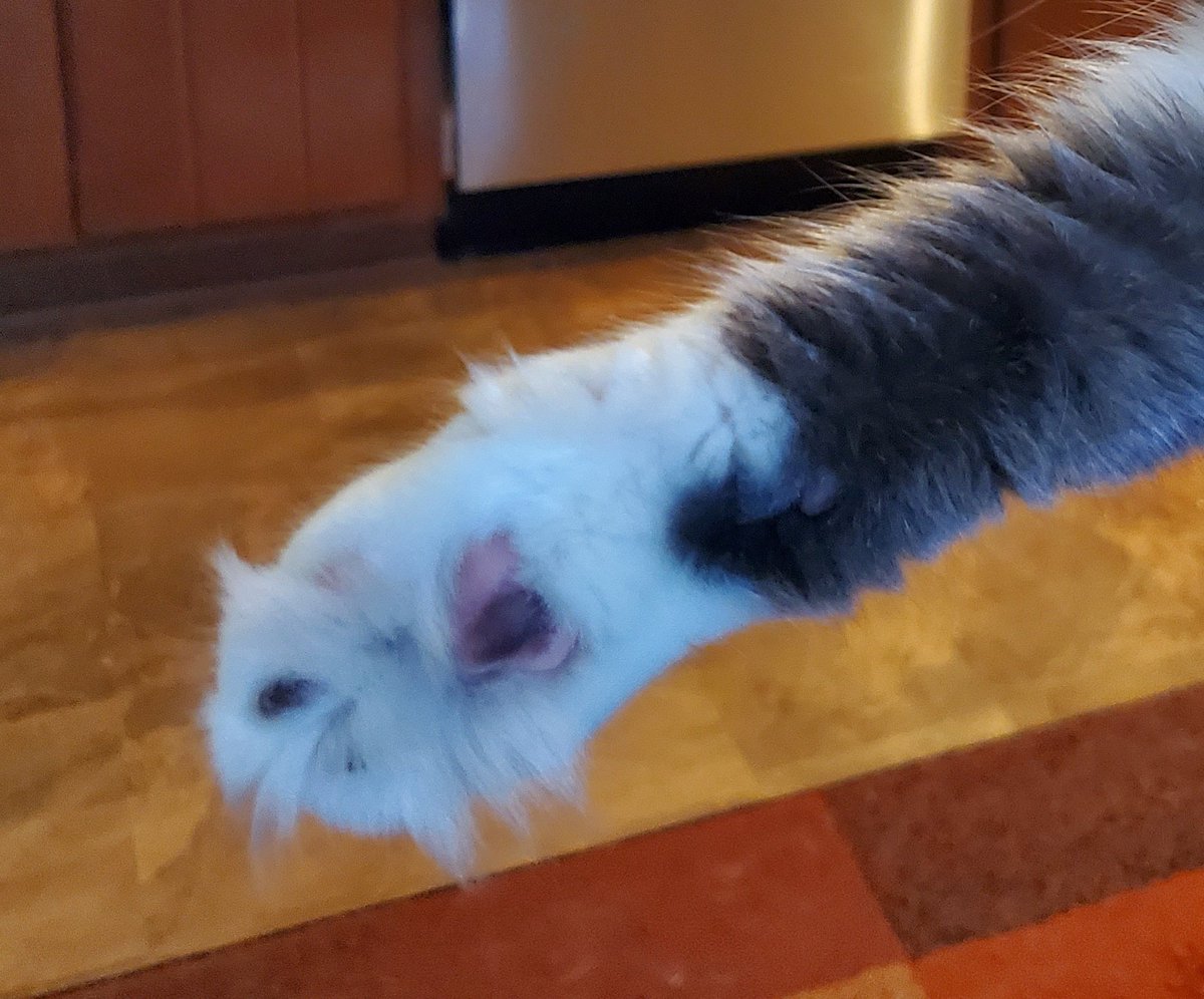 CatMomSays's tweet photo. Paws in! Let's all have a great day! #CatMom #CatMomSays #TuftyToes #FluffyKitty #FluffForDays #KittyPaw #ToeBeans #CatsOfTwitter #CatsOnTwitter #Cats #Cat https://t.co/76tYSx8ZV1