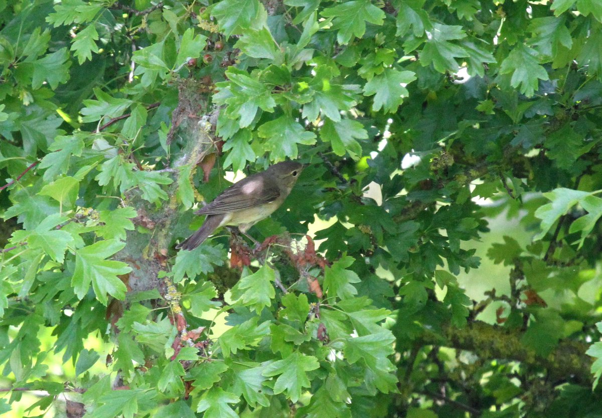 Vrijevogel56's tweet photo. De Tuinfluiter is een schuwe struweelvogel die je regelmatig hoort zingen maar zich nauwelijks laat zien. In de #DuurscheWaarden bij #DenNul aan de #IJssel zijn ze veel te horen. Deze zat in een van de vele meidoorns. Op zoek naar insecten voor het kroost. @Sovon @vogelnieuws https://t.co/D8KEjjXYC2
