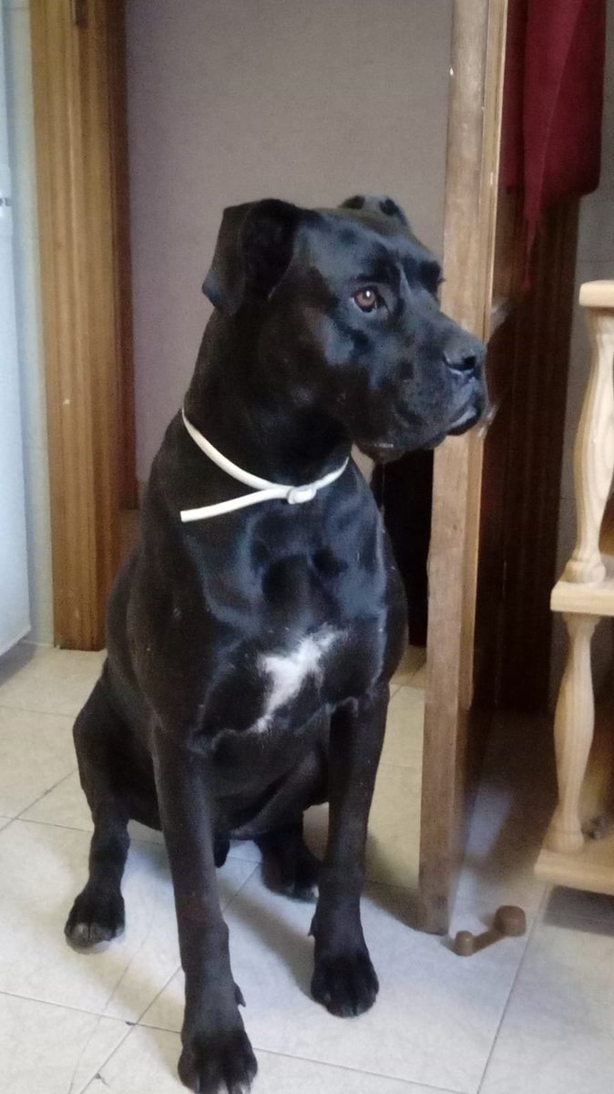 partidocracia1 tweet media