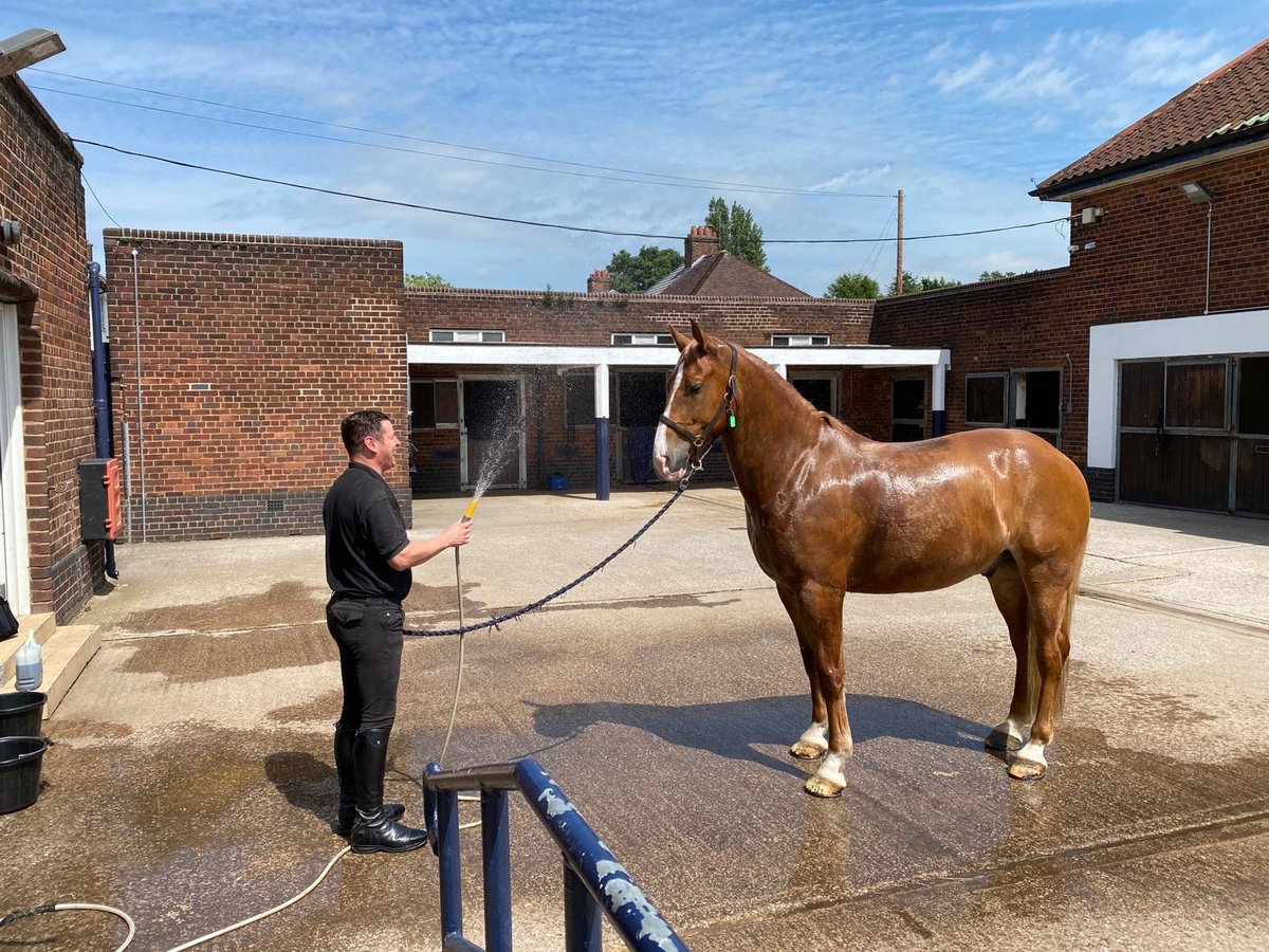 Mer Pol Mounted tweet media