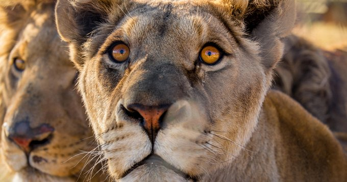 marillion13's tweet photo. Let's end the abuse of big cats, if you can´t donate - like me who´s a #MultipleDisabled #LongtimeLupusSurvivor on #SocialSecurity - #SharingIsCaring.
https://t.co/faX27zHHe1
@fourpawsint @FOURPAWSUSA @fourpawsAU @VIERPFOTEN https://t.co/3ZigUB6bvR