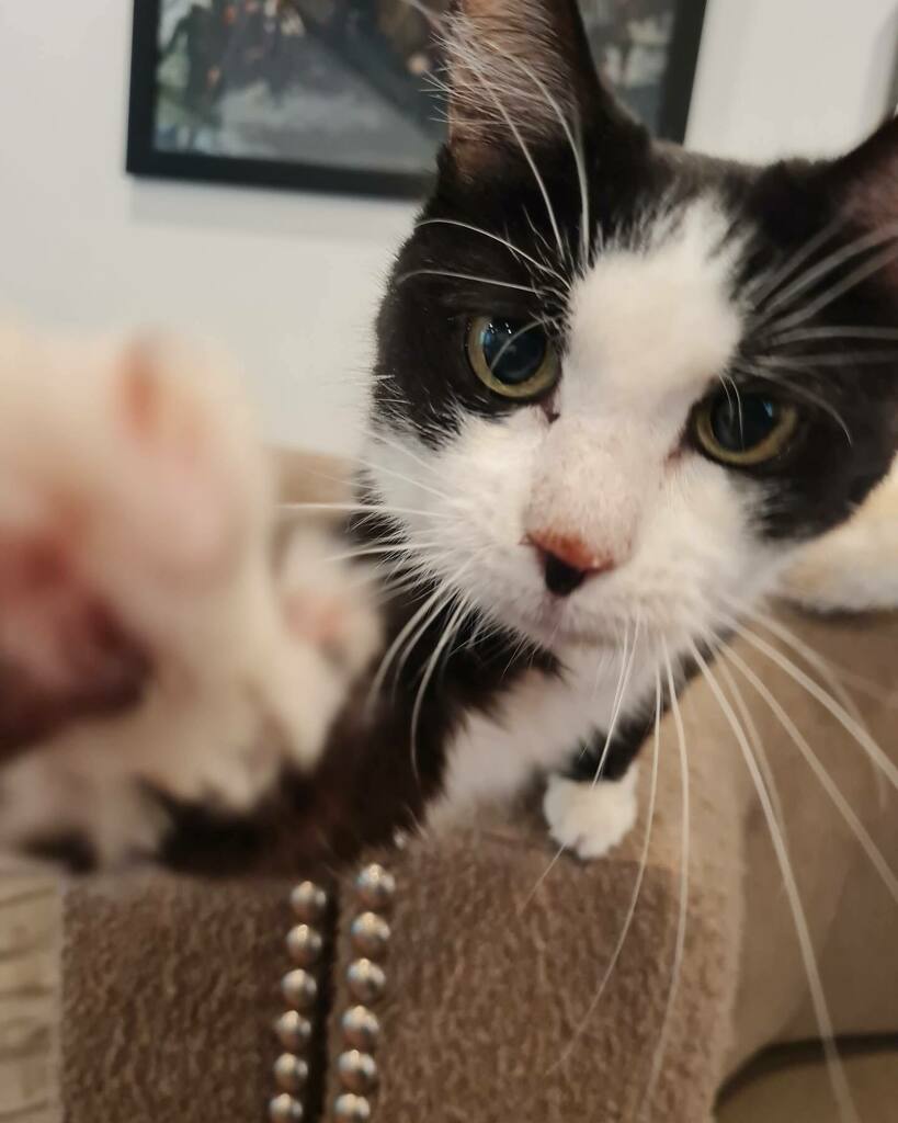 mtpurrnoncats's tweet photo. Mount Purrnon fam. We need you. 

Do you have a spare room and some extra time this month? We are in need of experienced cat people to foster Mittens and Helen post-op while they recover. This would likely include a few weeks of quiet room with some admi… https://t.co/hqSM5izcNd https://t.co/kYVvnBm99s