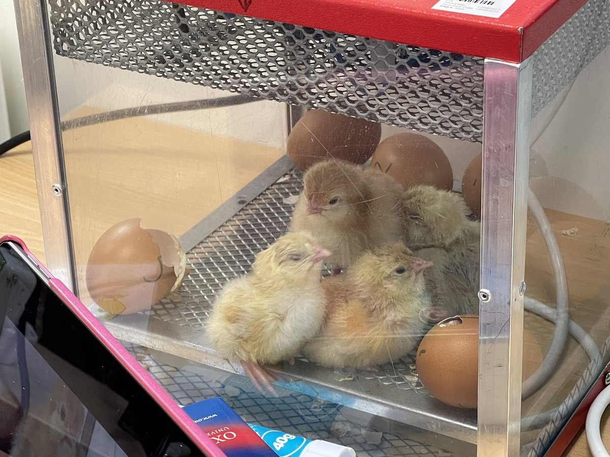 Gordon's School tweet media