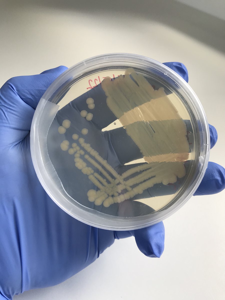 Here is some good #bacterial growth on a sub-culture agar plate from last week. Sub-culturing the original sample plates allows us to separate out individual #strains of #bacteria so that we get pure single-species #colonies of each bacteria from the original sample plate #TeamEA