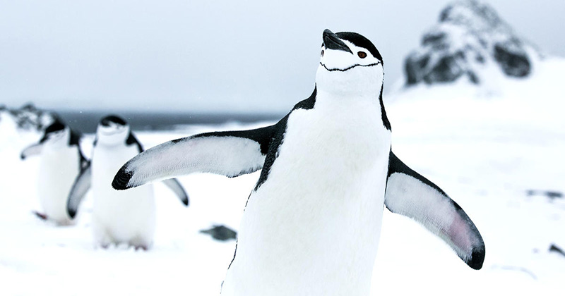 marillion13's tweet photo. How to help penguins,  if you can´t donate - like me who´s a #MultipleDisabled #LongtimeLupusSurvivor on #SocialSecurity - #SharingIsCaring.
#KiaOraNewZealand.
https://t.co/CXwhUB2LUY
@GreenpeaceNZ https://t.co/mOt6QZvJBC