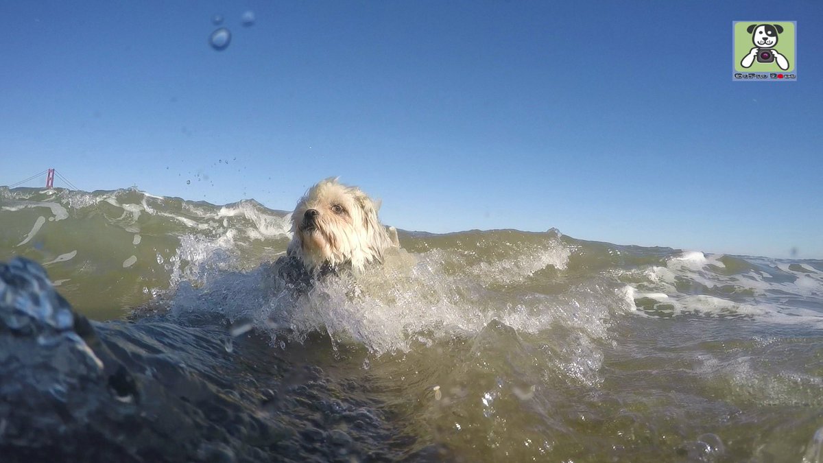GoProCharlie1's tweet photo. GoPro Charlie! Super lion dog surfs the Golden Gate! 🐶🦁🏄♀️🌊💦🌉😎 #surfdog #surfingshihtzu #GoPro #goprohero10 #goprophoto #goprodogs #goprocharlie #dogcelebration #landofdogs #dogsoftwitter #lovesf #SanFrancisco #goldengatebridge 🐶🦁🏄♀️🌊💦🌉😎 https://t.co/biAQYfVrgm