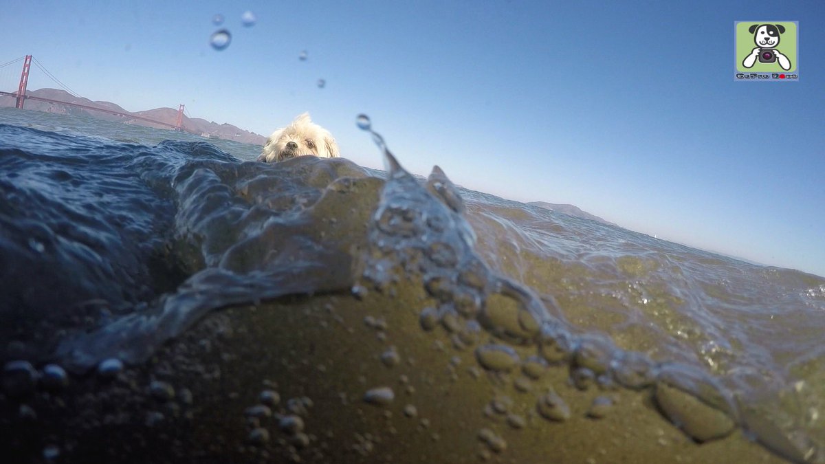 GoProCharlie1's tweet photo. GoPro Charlie! Super lion dog surfs the Golden Gate! 🐶🦁🏄♀️🌊💦🌉😎 #surfdog #surfingshihtzu #GoPro #goprohero10 #goprophoto #goprodogs #goprocharlie #dogcelebration #landofdogs #dogsoftwitter #lovesf #SanFrancisco #goldengatebridge 🐶🦁🏄♀️🌊💦🌉😎 https://t.co/biAQYfVrgm