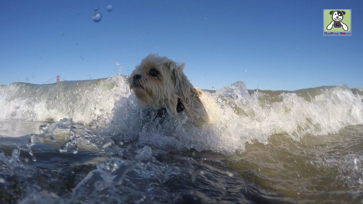 GoProCharlie1's tweet photo. GoPro Charlie! Super lion dog surfs the Golden Gate! 🐶🦁🏄♀️🌊💦🌉😎 #surfdog #surfingshihtzu #GoPro #goprohero10 #goprophoto #goprodogs #goprocharlie #dogcelebration #landofdogs #dogsoftwitter #lovesf #SanFrancisco #goldengatebridge 🐶🦁🏄♀️🌊💦🌉😎 https://t.co/biAQYfVrgm