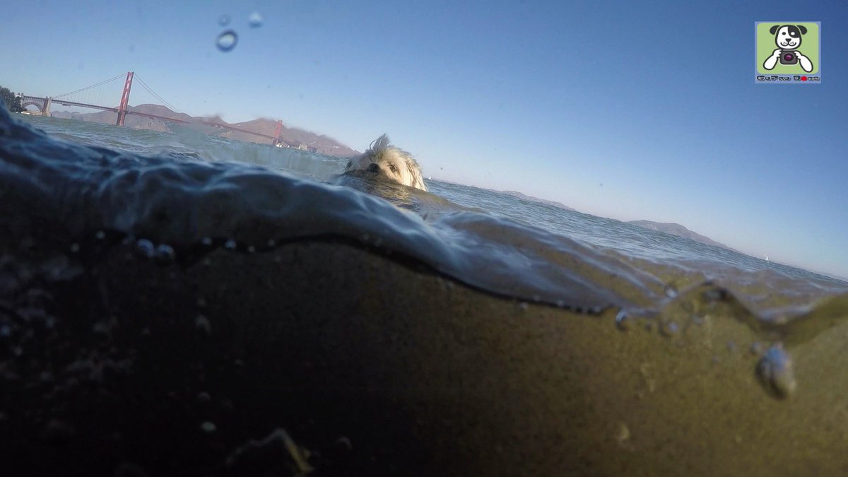 GoProCharlie1's tweet photo. GoPro Charlie! Super lion dog surfs the Golden Gate! 🐶🦁🏄♀️🌊💦🌉😎 #surfdog #surfingshihtzu #GoPro #goprohero10 #goprophoto #goprodogs #goprocharlie #dogcelebration #landofdogs #dogsoftwitter #lovesf #SanFrancisco #goldengatebridge 🐶🦁🏄♀️🌊💦🌉😎 https://t.co/biAQYfVrgm