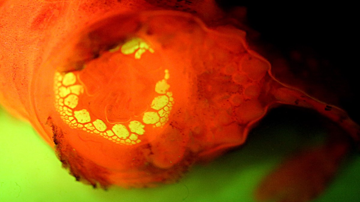 IchsAndHerps's tweet photo. Dimorphic Fluorescence in the Pacific Spiny Lumpsucker by @Karly_Cohen and @Fishguy_FHL

DOI link: https://t.co/EmgQOhERk2
50-day free access link: https://t.co/GnjyP3zRzl

#ASIHPub https://t.co/oBENkHd1iN