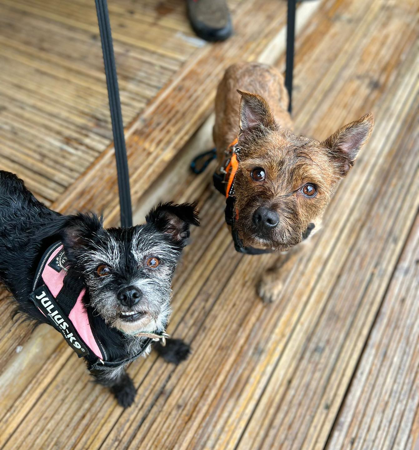 Can Dogs Survive On 3 Legs