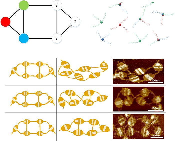 ACSSynBio's tweet image. "Here, we proposed a parallel computing method using DNA origamis as agents to solve the three-color problem..."
Xu, Chen and Shi @PKU1898 #Guangzhouuniversity show sticky DNA probes self-assemble to match expected designs.
pubs.acs.org/doi/full/10.10…
#DNAcomputing
#DNAorigami