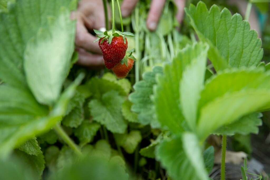 botanical_eat's tweet image. Sweet strawberries ready for the picking and so many fabulous recipes ~ taste the season's patch to PLATE &amp;amp; farm to TABLE living.

#botanicalkitchen #strawberries #patchtoplate #farmtotable #food #recipes #seasonalliving #chef #foodasmedicine instagr.am/p/Ce1MQDlNR8M/