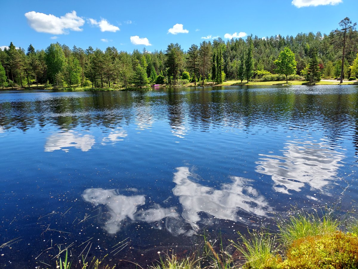 LeenaSoininen's tweet photo. Parasta Salossa: Ilolan arboretum, satumainen metsäpuutarha, jossa rhodot ja atsaleat alkavat kukkia. #esteetön #pcawareness https://t.co/LWSIrTHjIf
