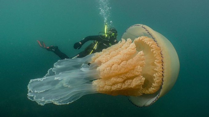 Rainmaker1973's tweet photo. This jellyfish, apparently the size of a human (about 1.5 meters long), was spotted off the coast of southwest England in July 2019, and a stunning video shows the marine creature swimming by divers [read more: https://t.co/IZ9rpszRh5] https://t.co/MeadiFRw0F