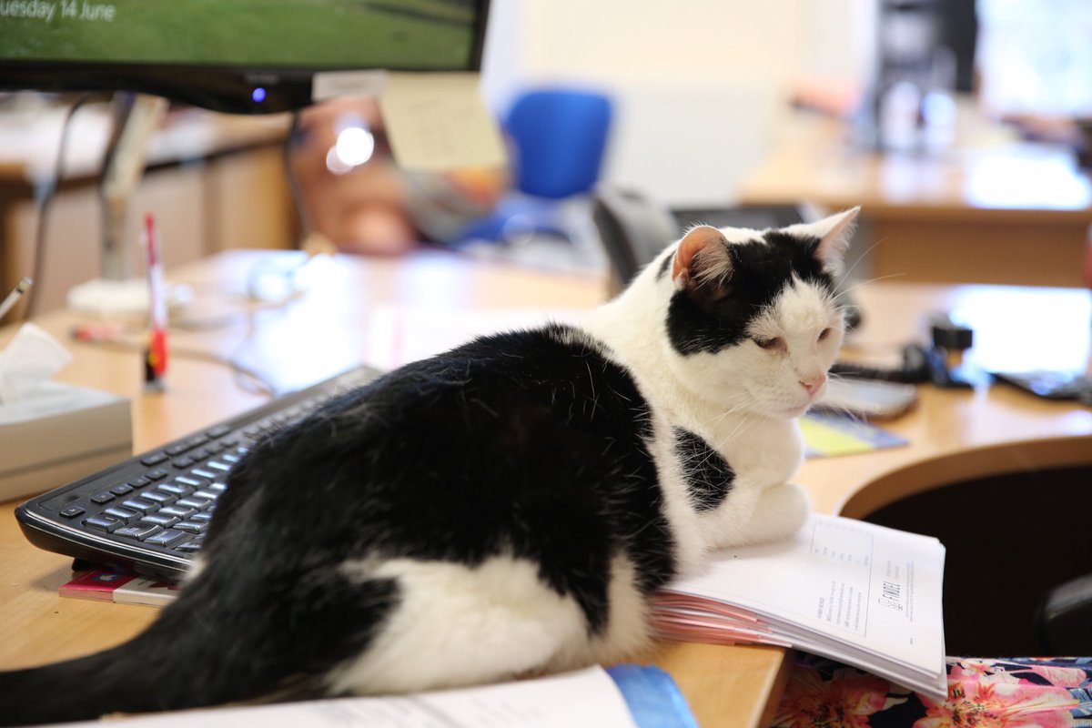 Mutley The Head Cat tweet media