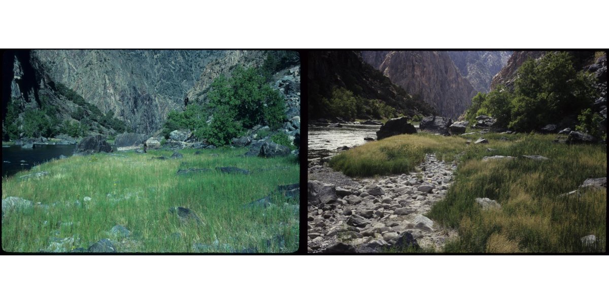 ESAApplications's tweet photo. Now online in @ESAApplications:
Response of riparian vegetation to short- and long-term hydrologic variation
https://t.co/WNYSpAwRo3
With #OpenData in @USGS' #ScienceBase
#EcologicalDisturbance
#FlowRegulation
#RiparianZone https://t.co/skShatS2Tc