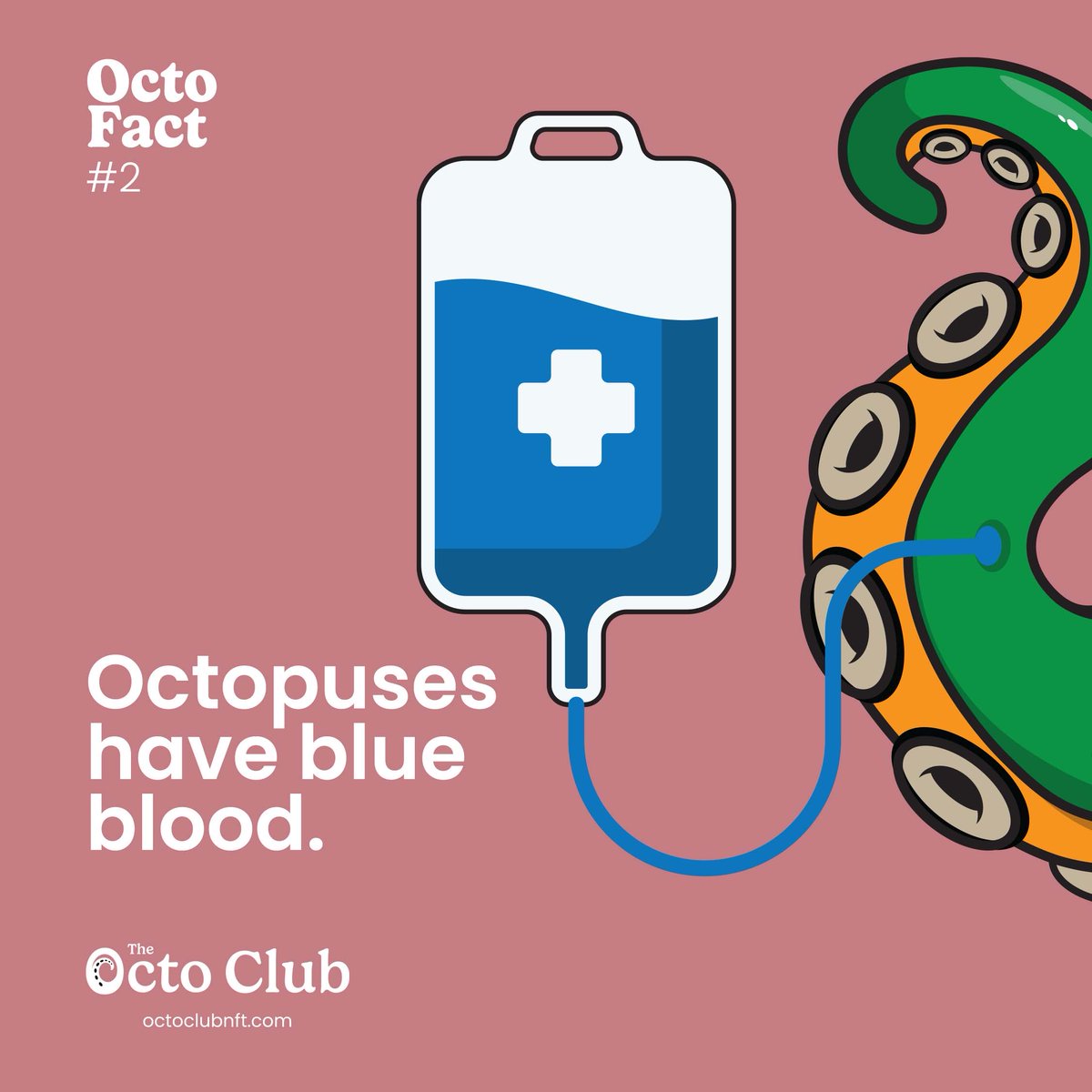OctoClubNFT's tweet photo. Octo Fact #2 Did you know that Octopuses have blue blood? To survive in the deep ocean, octopuses evolved a copper rather than iron-based blood called hemocyanin, which turns its blood blue.
#Octos are incredible.
#octoclub #octoclubnft https://t.co/l1Opaz07u0