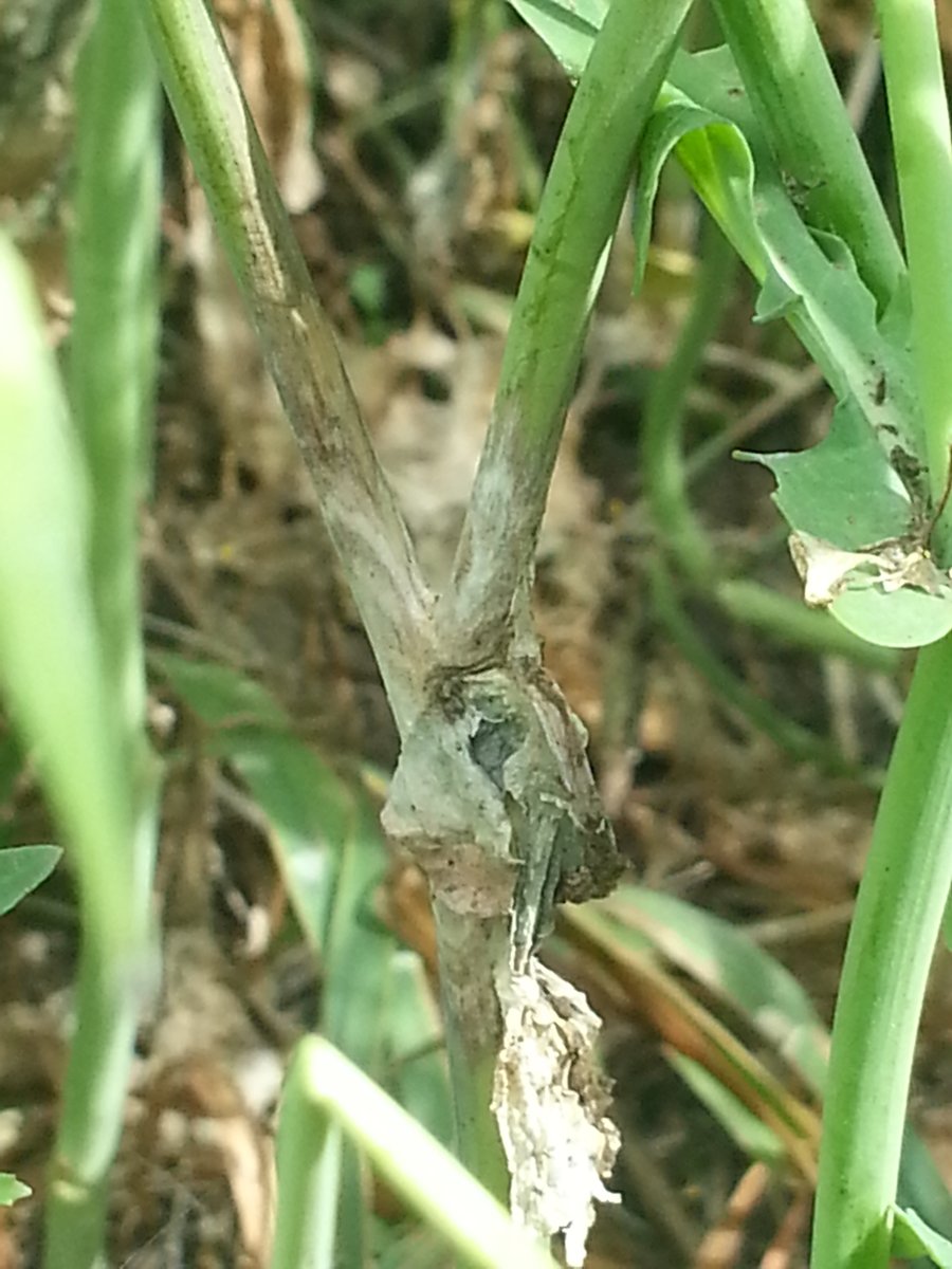 Clinton Jurke tweet media