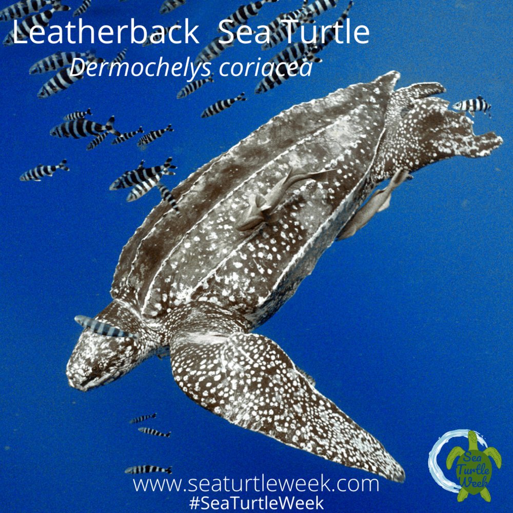 Leatherback turtles can dive 2/3rds of a mile deep, deeper than all but a couple of the larger species of whales. Their softer shell allows them to withstand the pressure of more depth. Learn more about this fascinating species: seaturtleweek.com/leatherback-day #SeaTurtleWeek