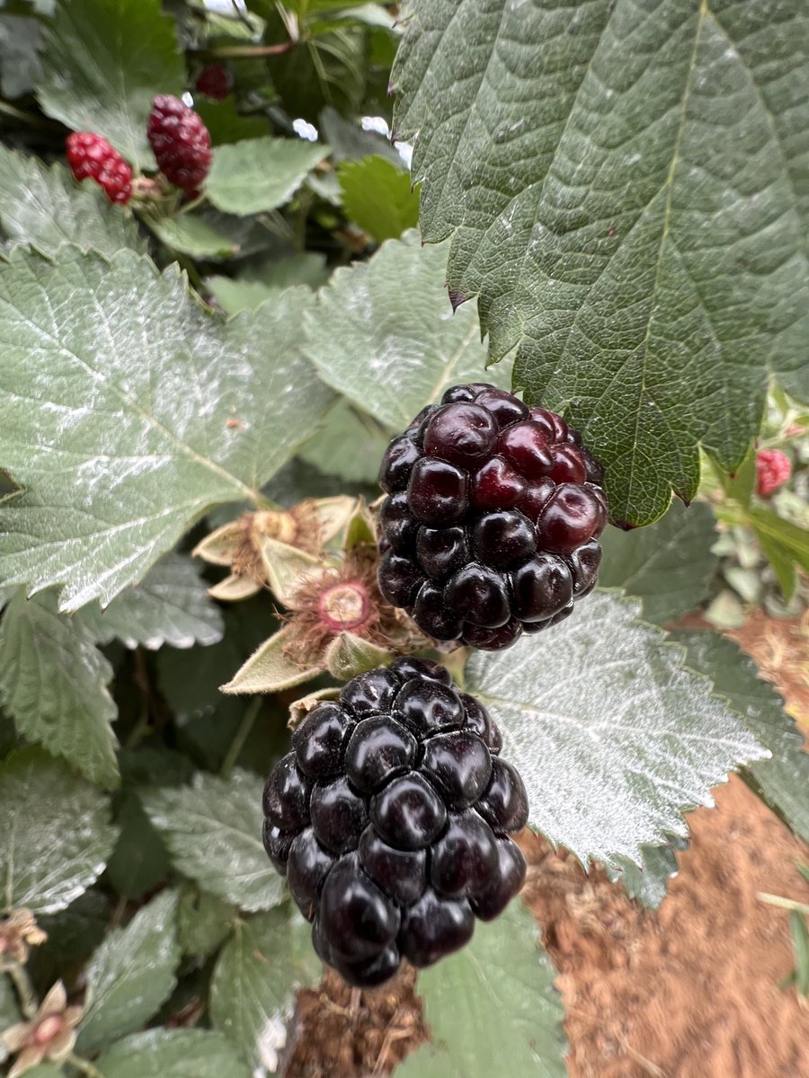 sam_oldenburg's tweet photo. Onto blackberries — a tour of fruit! @ATPI #atpisw22 https://t.co/Pi6OHuycsk