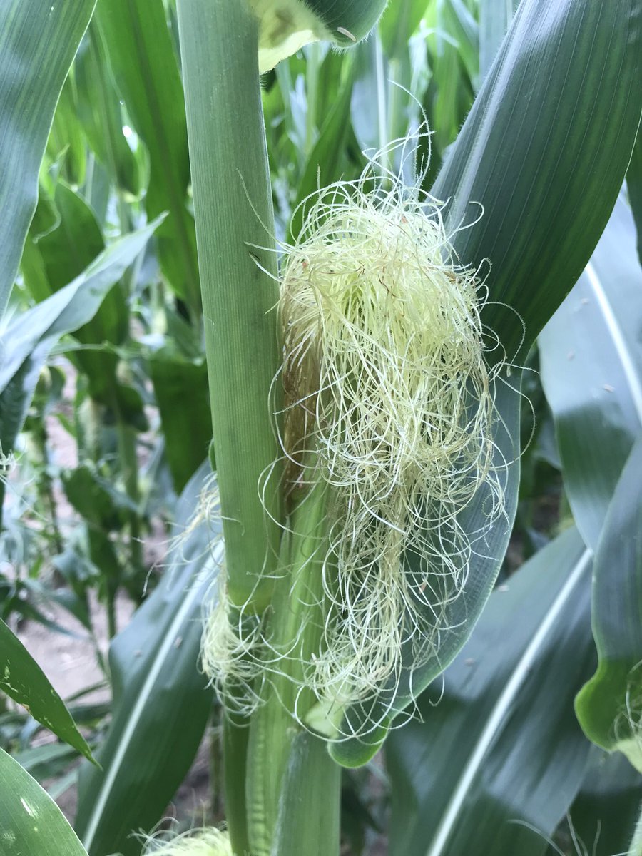 MStateCorn's tweet photo. The primary issue with hot weather is the detrimental cumulative effect of high night temps on plant respiration and energy supply. This expends more energy for maintenance, rather than grain development, reducing #corn yield. #mscrops #Plant22 #MSUext 🌽 https://t.co/EqmbSfFL00