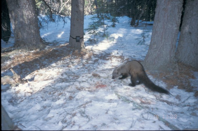 Snooping through some of our old #cameratrap photos and found this great one of a fisher 😍